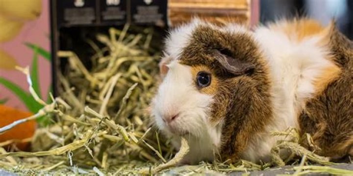 What hay is best for guinea pigs?