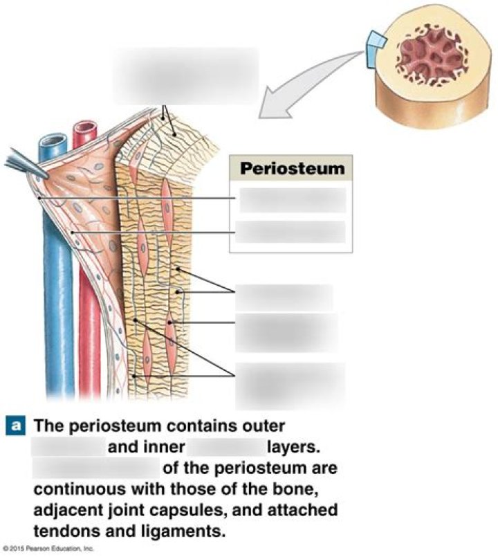 What is periosteum quizlet?