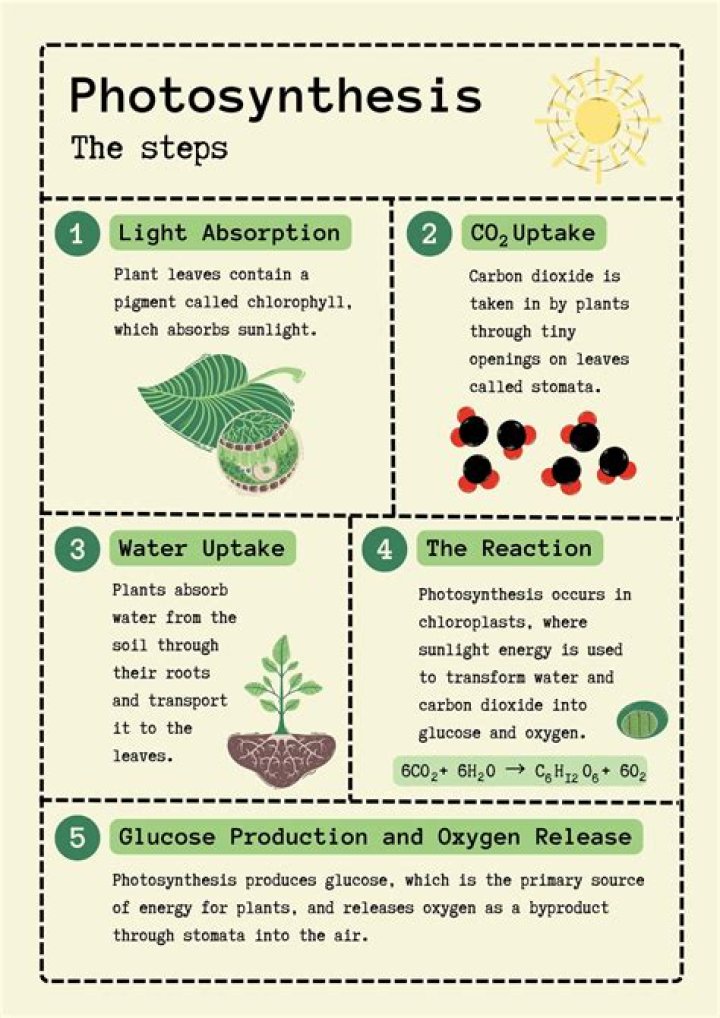 What is photosynthesis for class 6th?