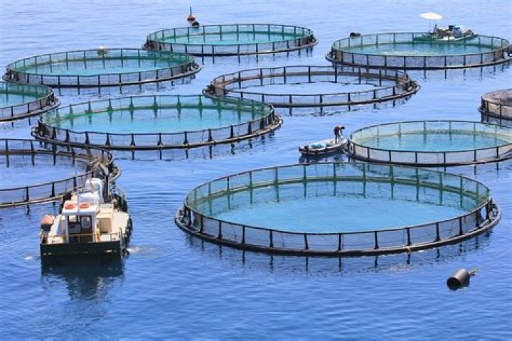What is the fastest growing fish to farm?