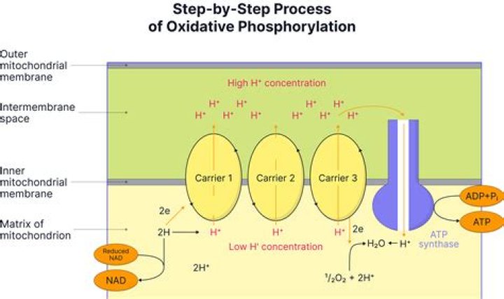 What is the first step of oxidative phosphorylation?