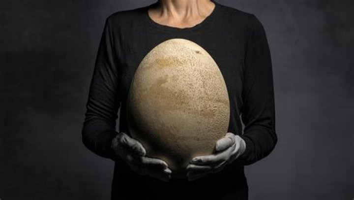 What is the largest egg in the world?