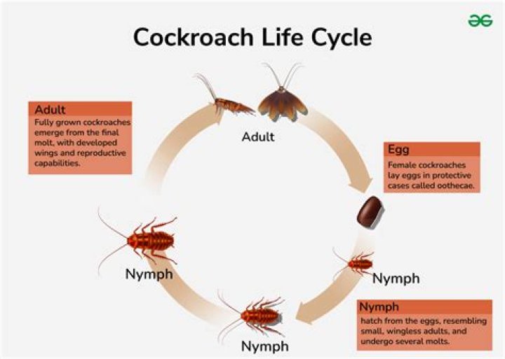 What is the lifespan of a cockroach?