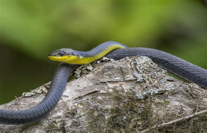 What is the most common snake in Tasmania?