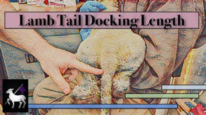 What length do you dock lambs tails?