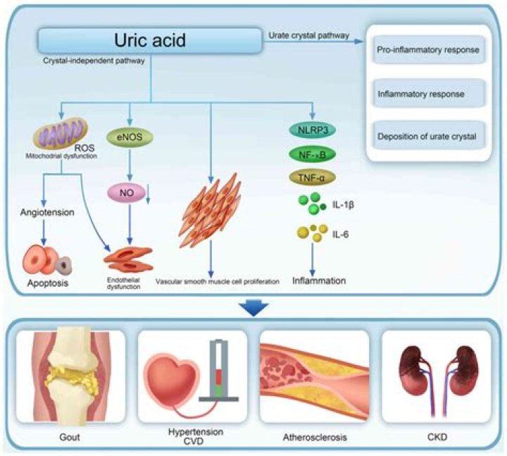 What neutralizes uric acid in the body?