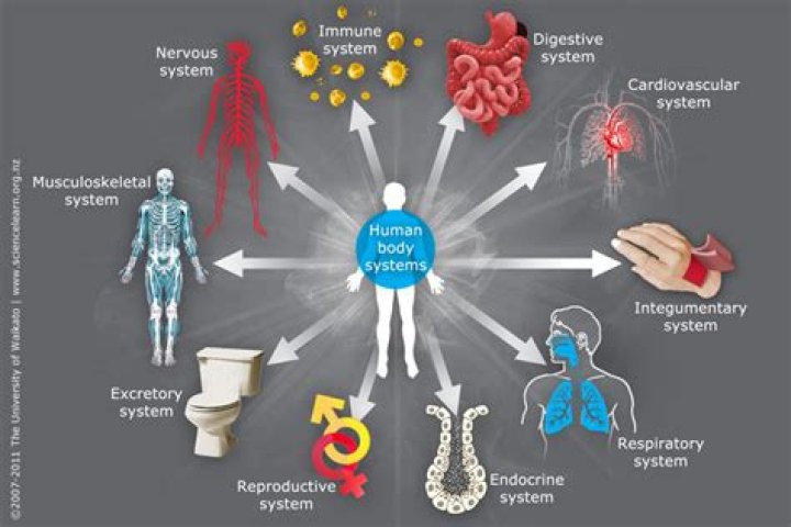 What organs or body systems are affected by stress?