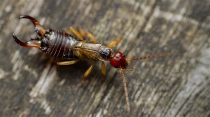 What scent keeps earwigs away?