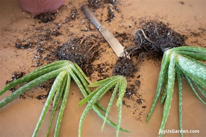 What should I feed my aloe plant?