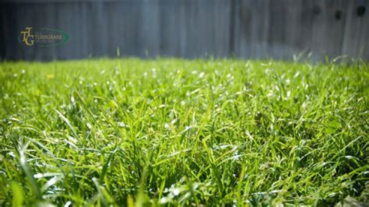 When should I plant Bermuda grass seed?