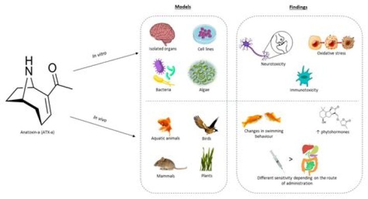 Where is anatoxin-a found?