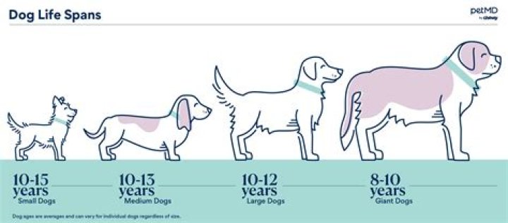 Which dog lives the longest?
