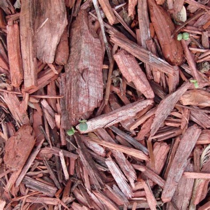 Which mulch is better pine or cedar?