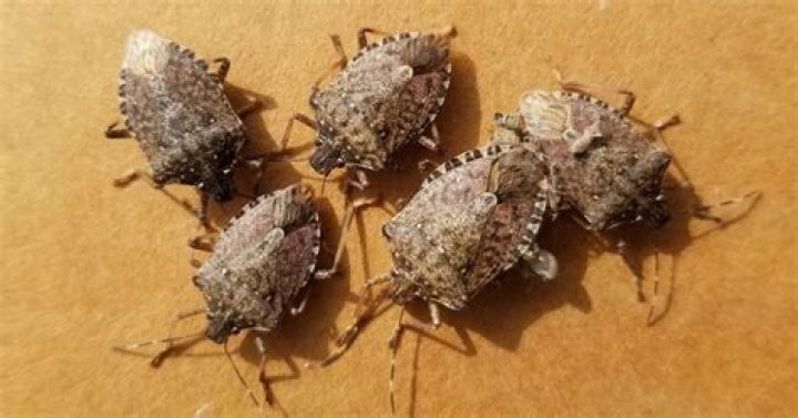 Why are stink bugs all over my house?