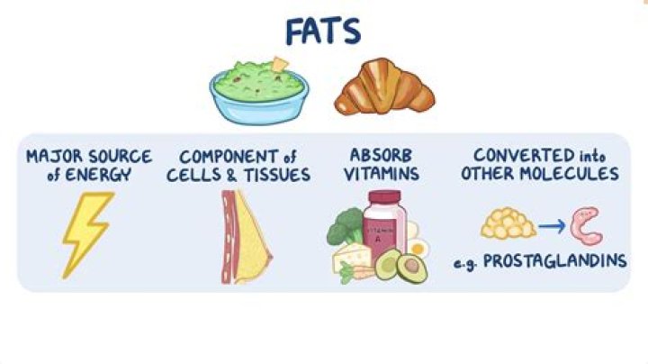 Why do I get fat so easily?