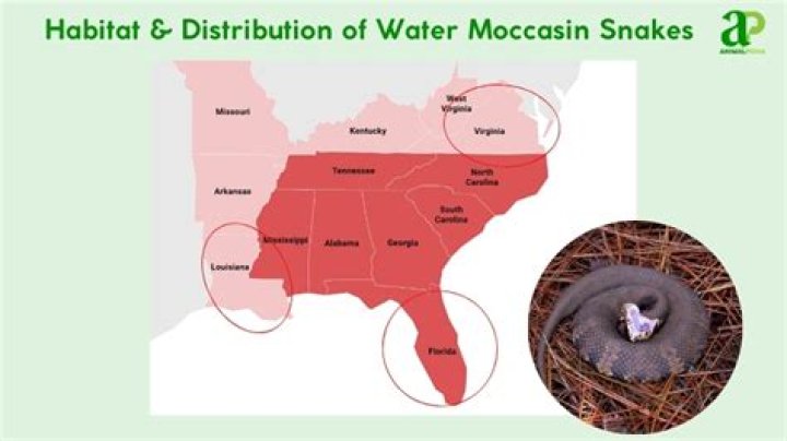 Why do water moccasins stink?