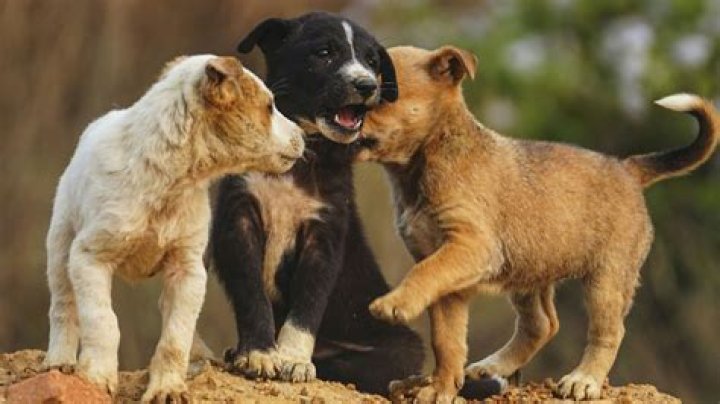 Why does a puppy bite its owner?