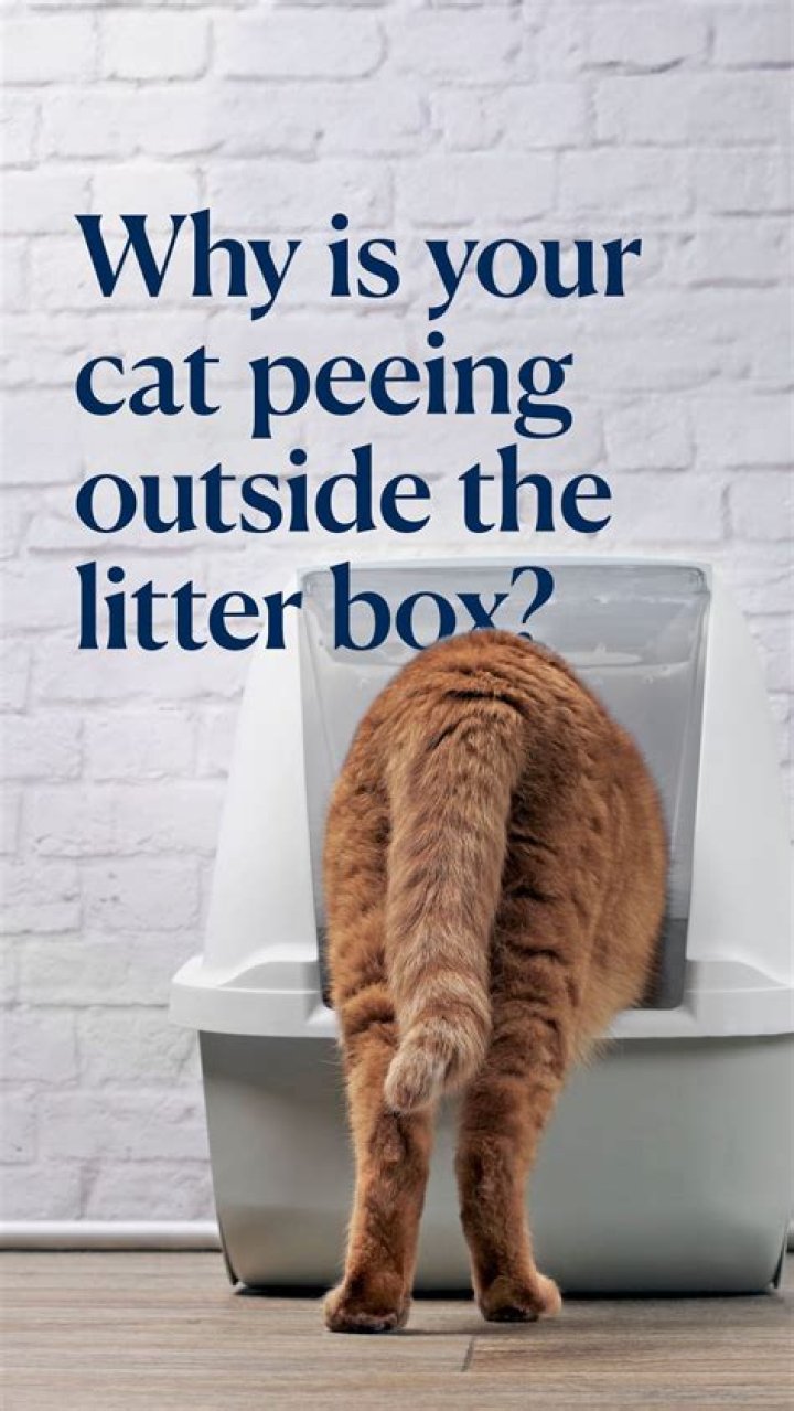 Why is my cat peeing outside the litter box all of a sudden?